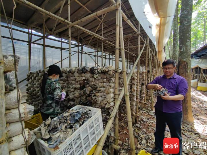 《中国新闻网》丨儋州：“小木耳”造就“亿元”大产业